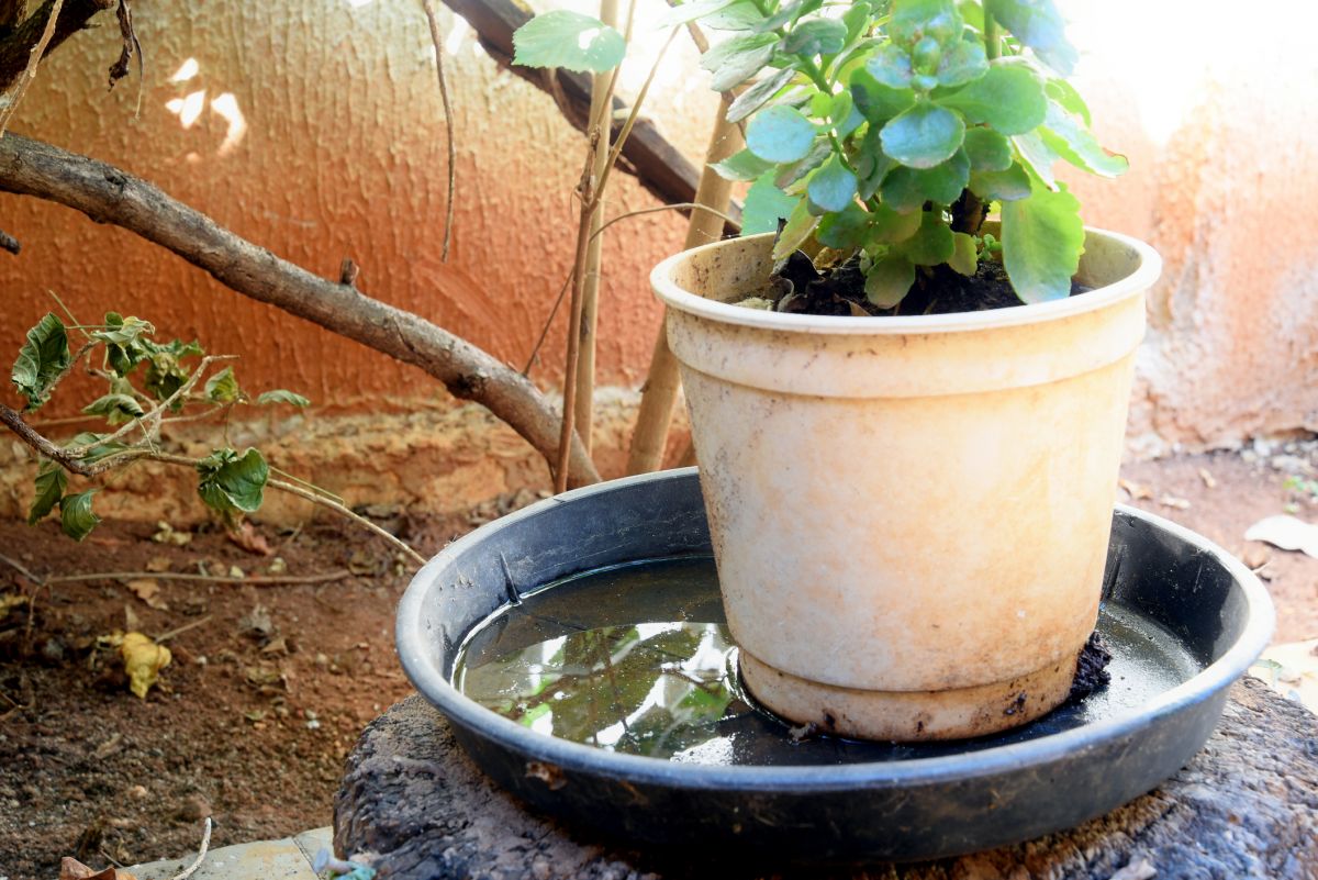 Açık bitki tabağı durgun su tutar