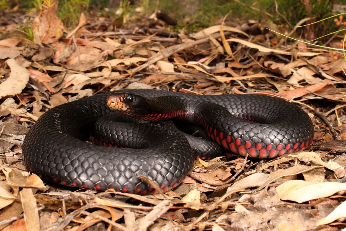 A red bellied black snake sitting, curled up, on some mulch. 