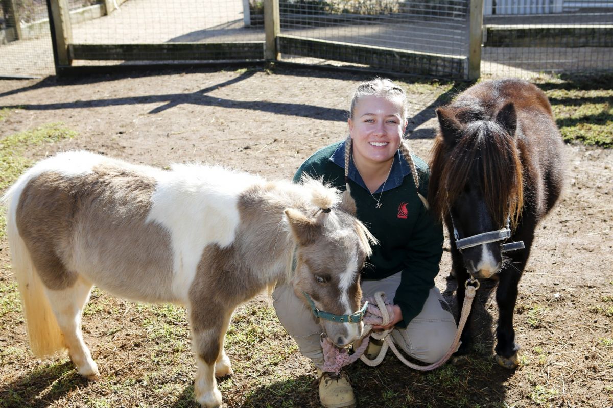 Female zoo curator, two miniature ponies