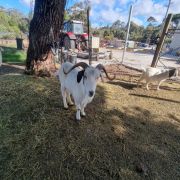 Wagga Wagga City Council EOI 2024-601 – Rehoming of Goats