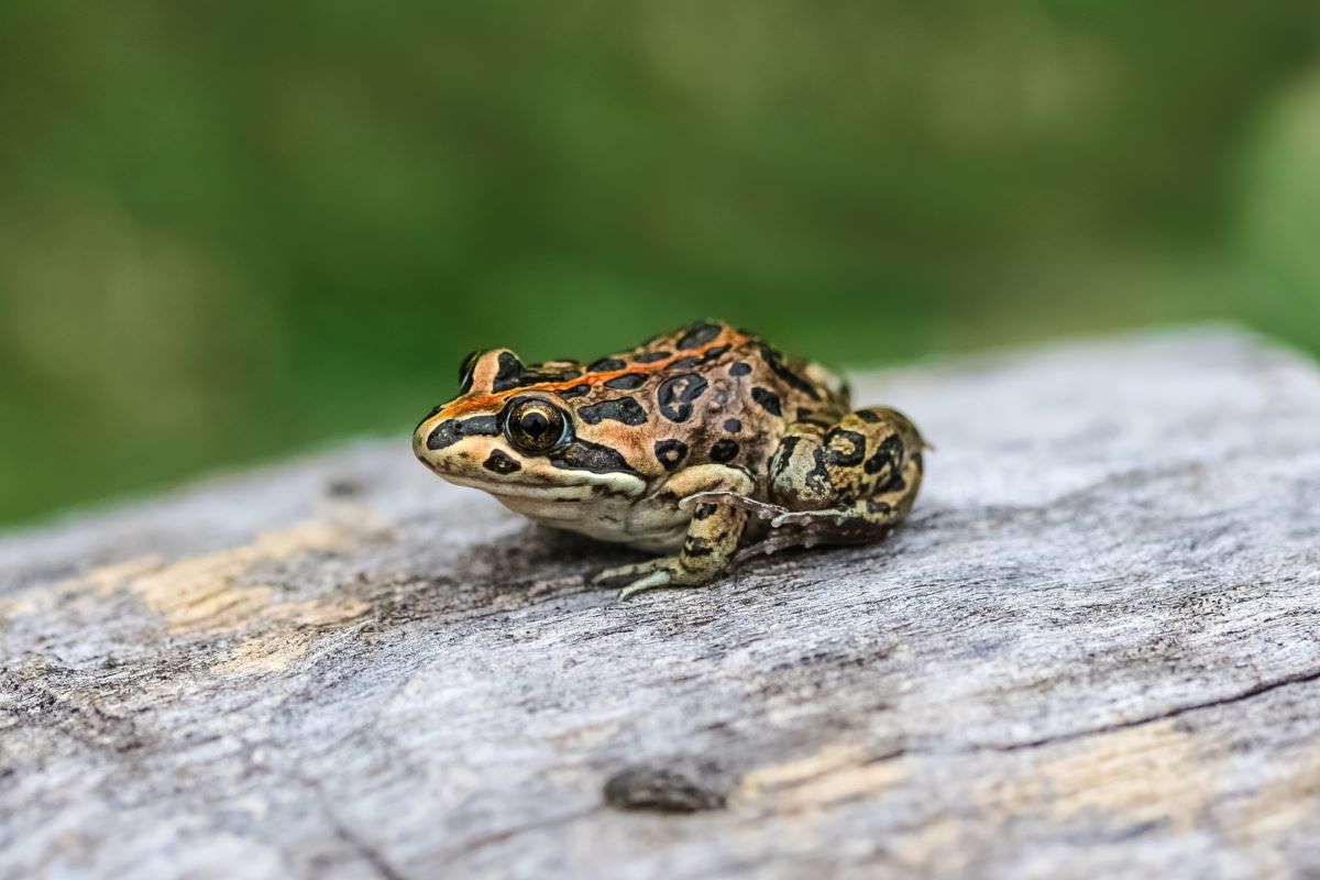 A Spotted Grass Frog sitting on a rock