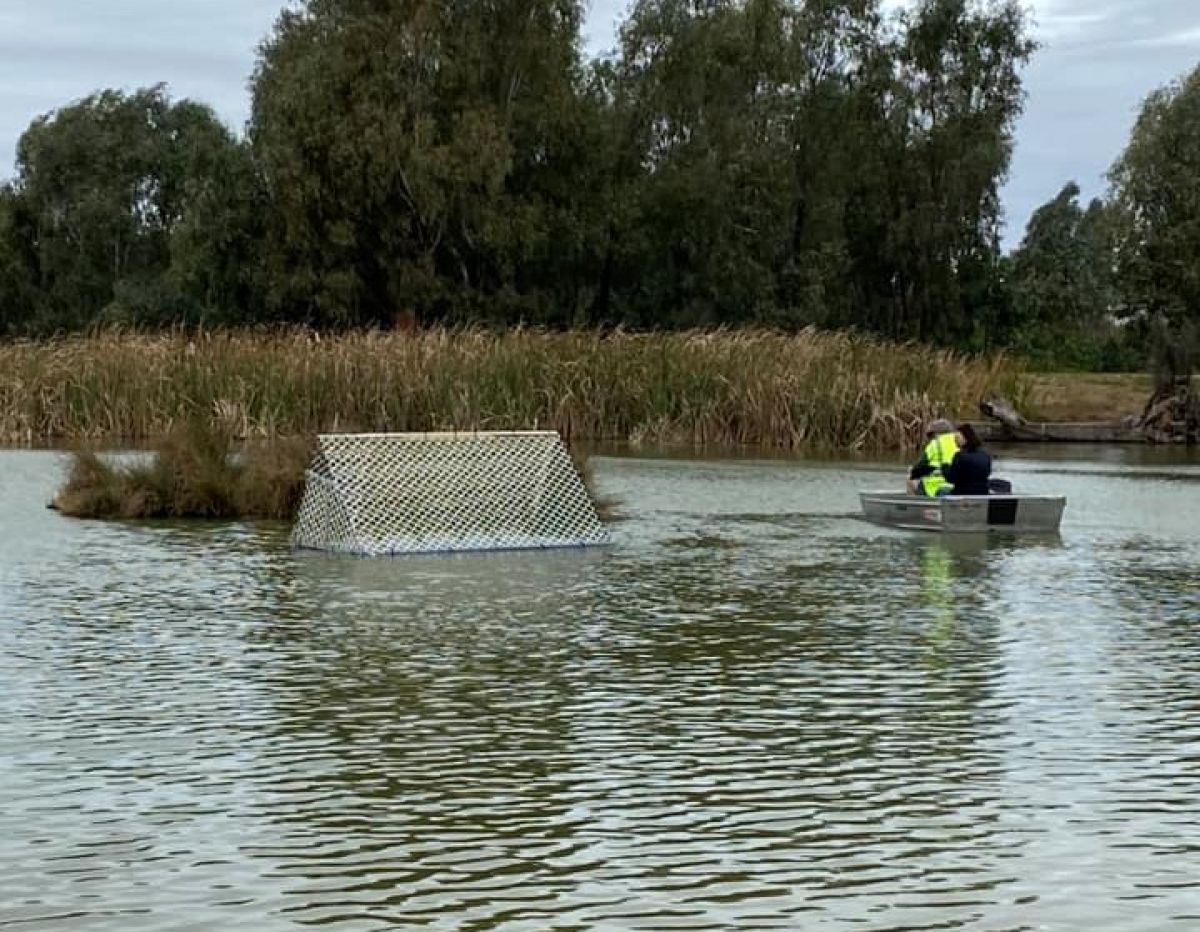 Two people in a boat anchoring the reed bed in the middle of a large pond. 