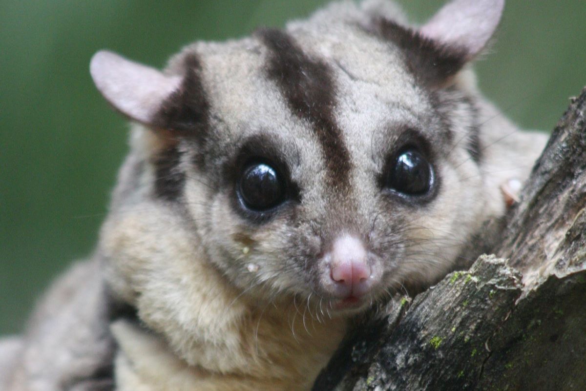 A squirrel glider sitting in a tree, eating a grub. 