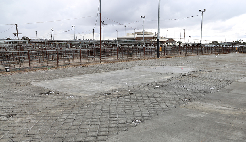 Stamped concreting for new receival yards and stack pens.