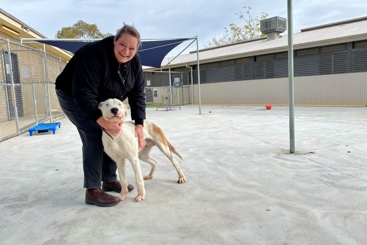 how do you temperament test a dog shelter