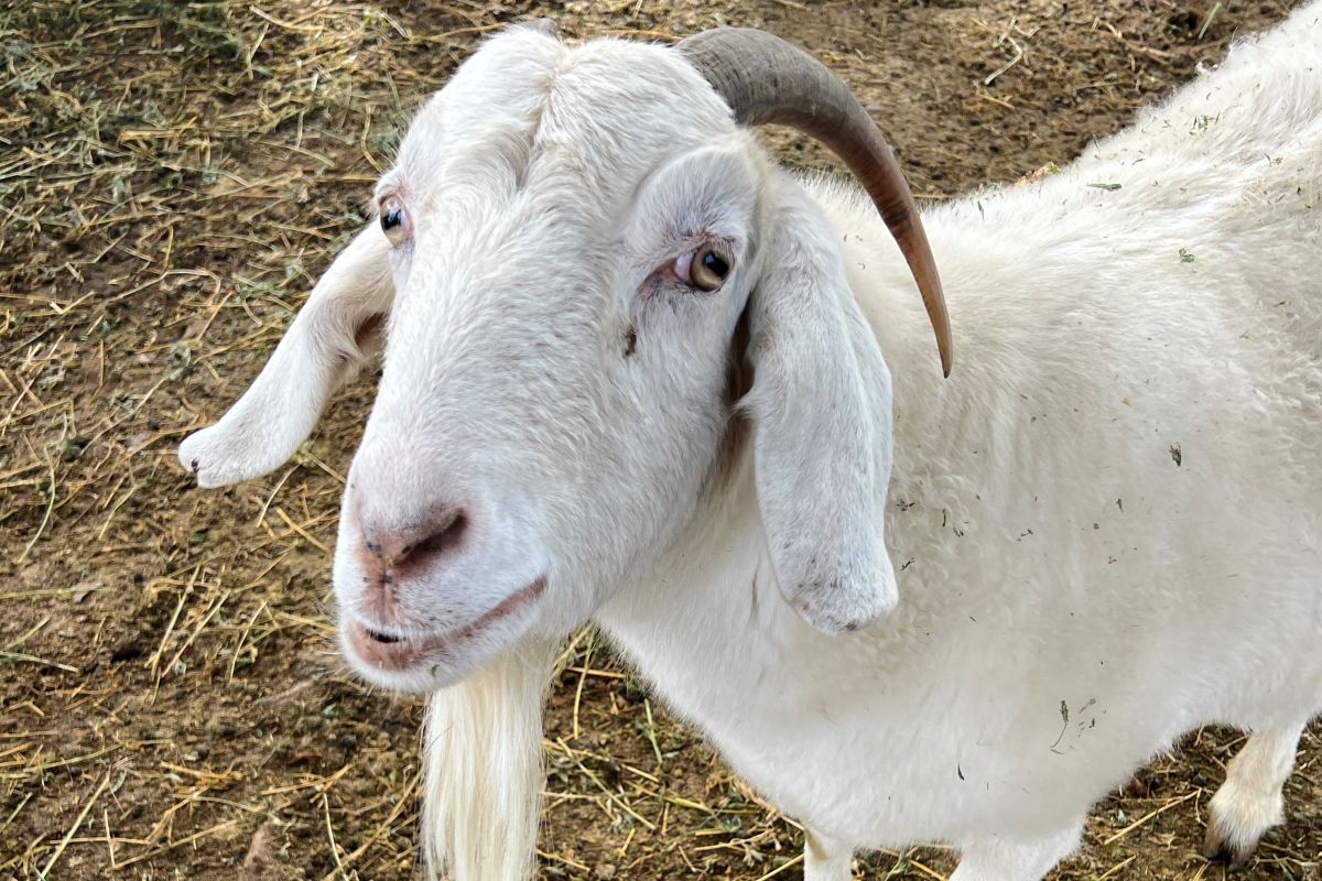 close up of a goat's face