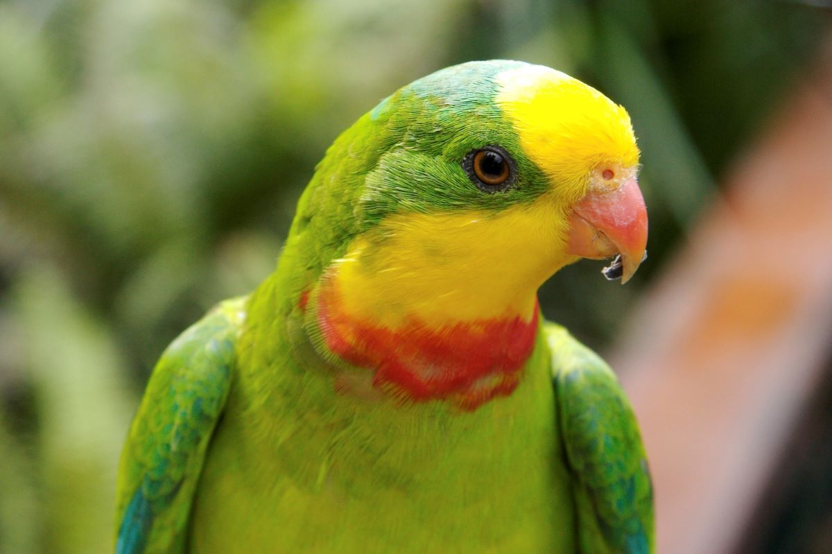 A suberb parrot with a seed in its mouth