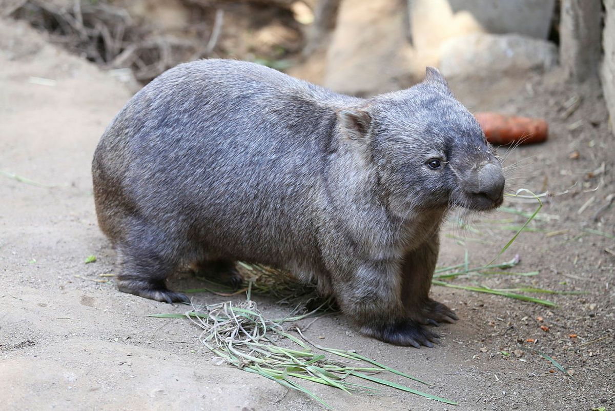  a wombat in an outdoor setting