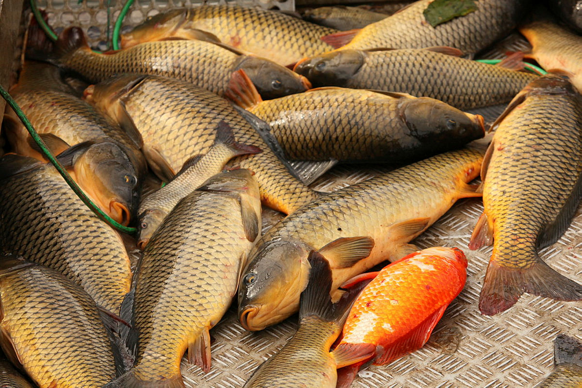 Several European Carp lying dead on a deck. 