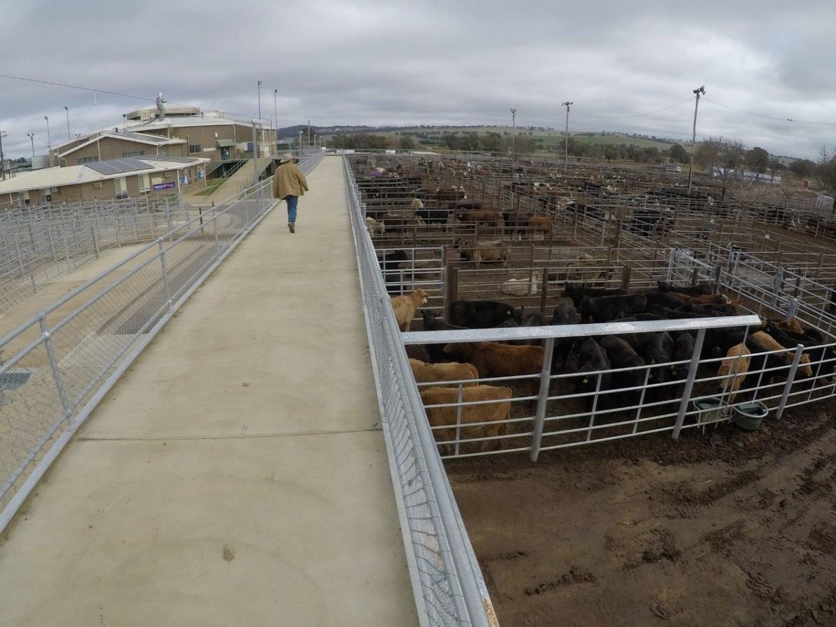 The elevated walkway is one of many improvements resulting from the upgrades at the Livestock Marketing Centre