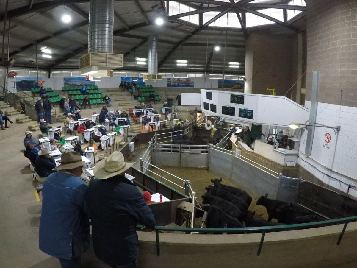 Automatic pneumatic gates installed inside the indoor cattle arena