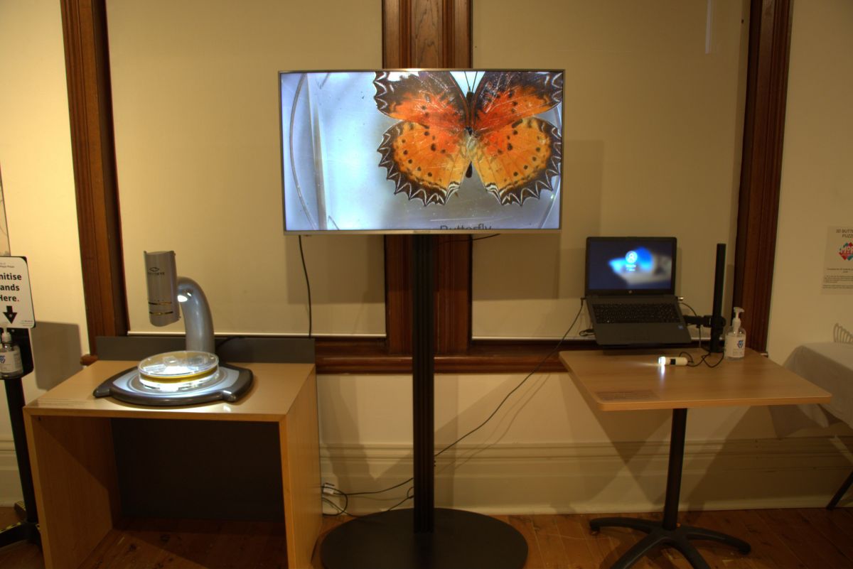 A screen showing a close-up of a butterfly. A microscope sits on a table.