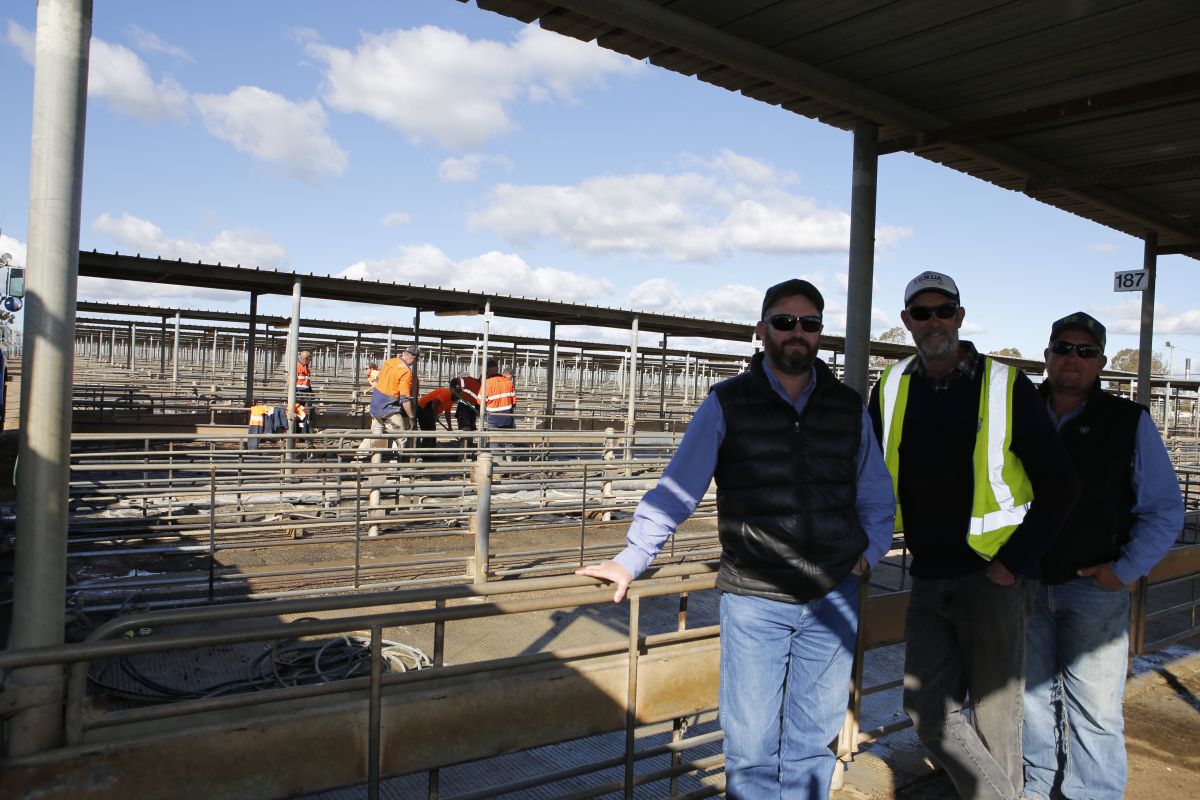 Livestock Centre’s Sheep Yard Concreting Ramps Up