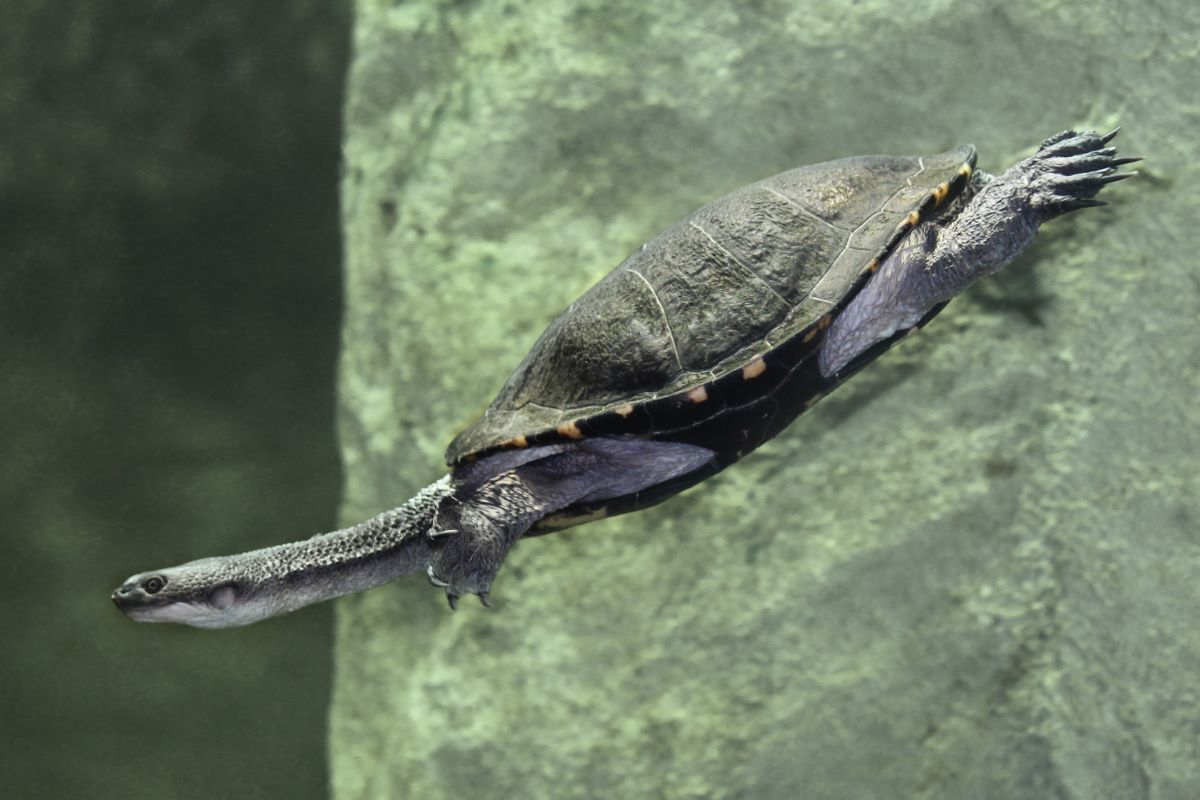 Eastern Long-necked turtle swimming under water