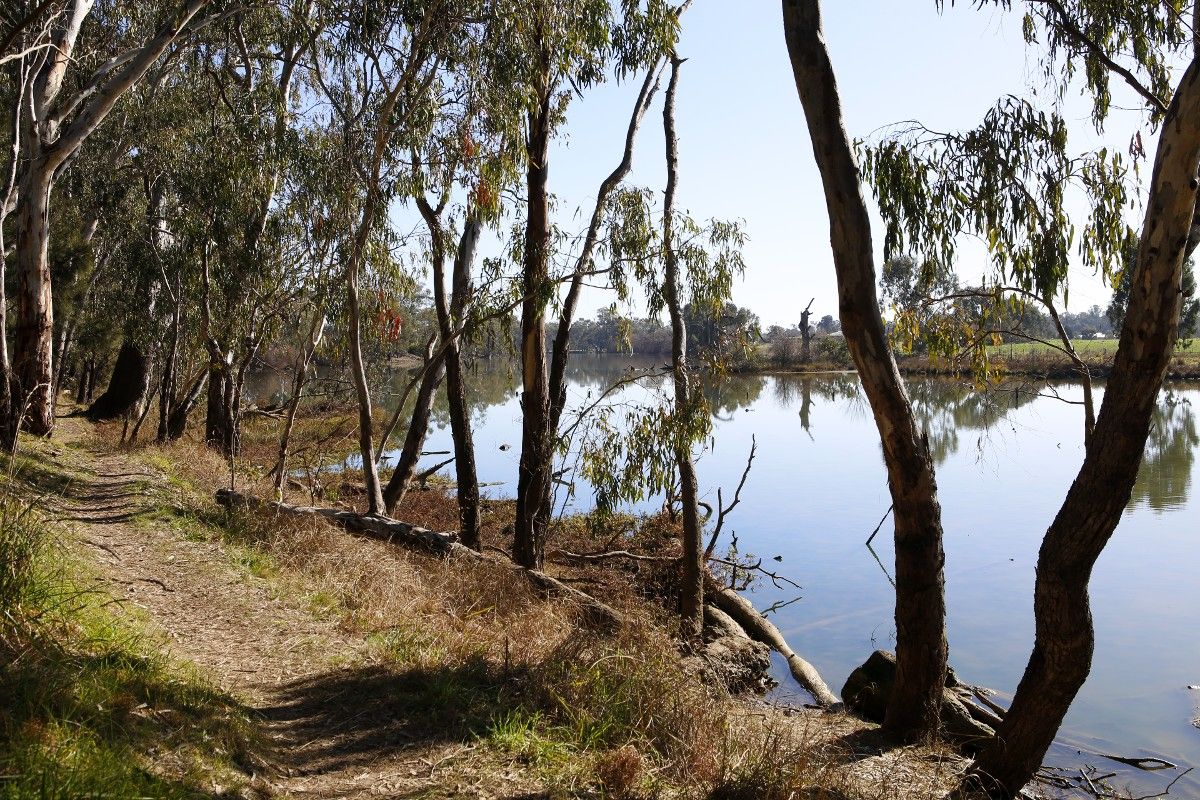Flowerdale Lagoon surrounded by trees and Wiradjuri Trail to left