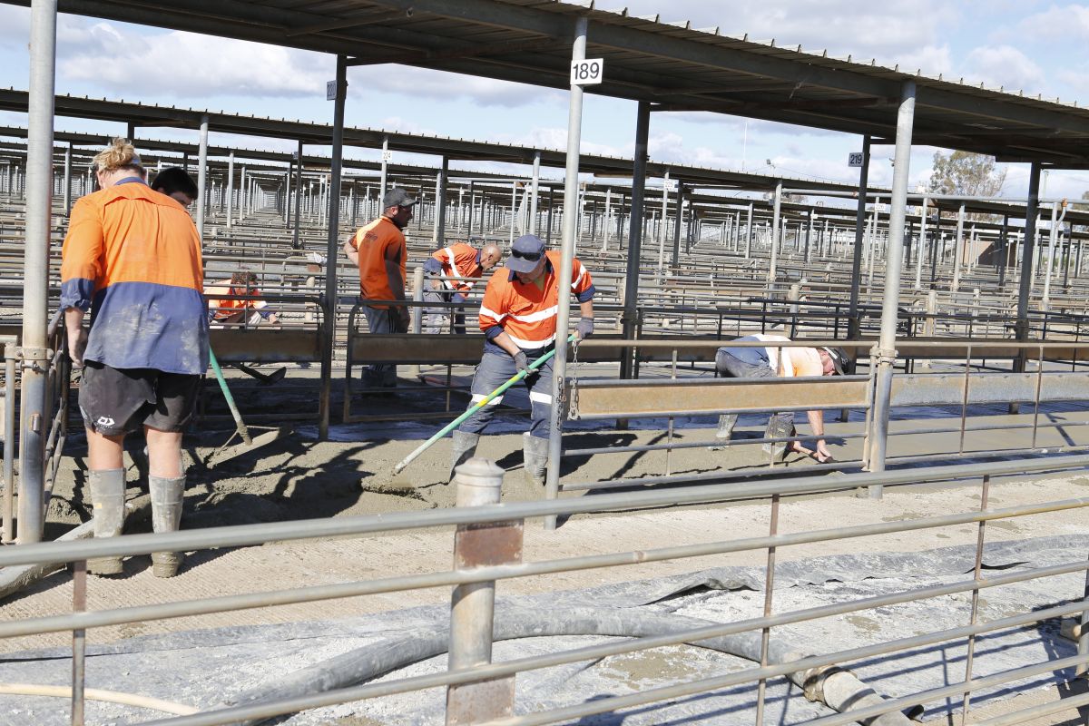 Excell Gray Bruni contractors have been working hard to concrete the sheep yards between sales days to ensure operations of the LMC continue without disruption. 