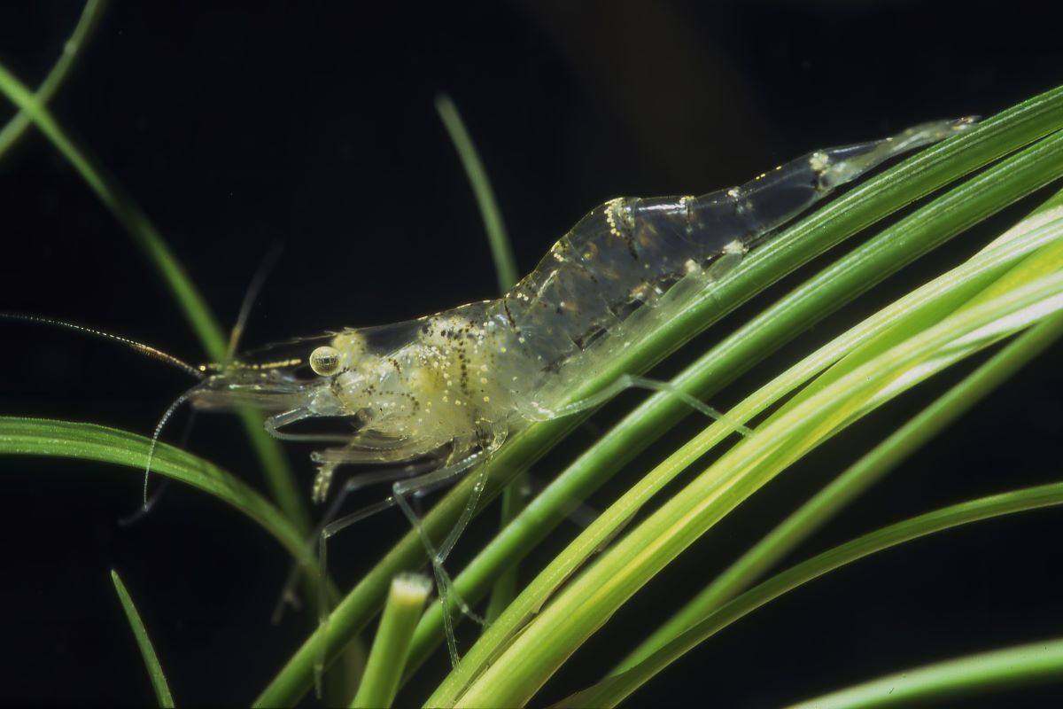 A freshwater shrimp under water