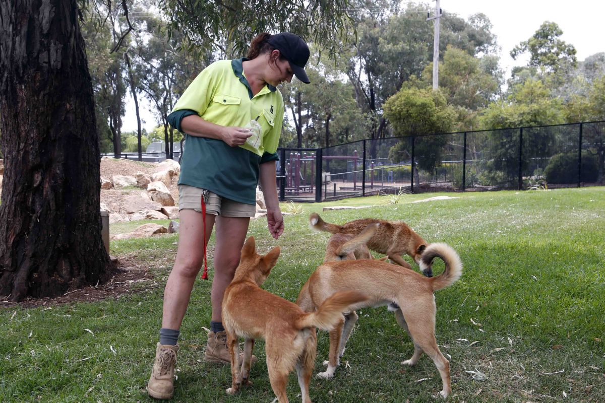 Female zoo curator feeding threats to dingoes 