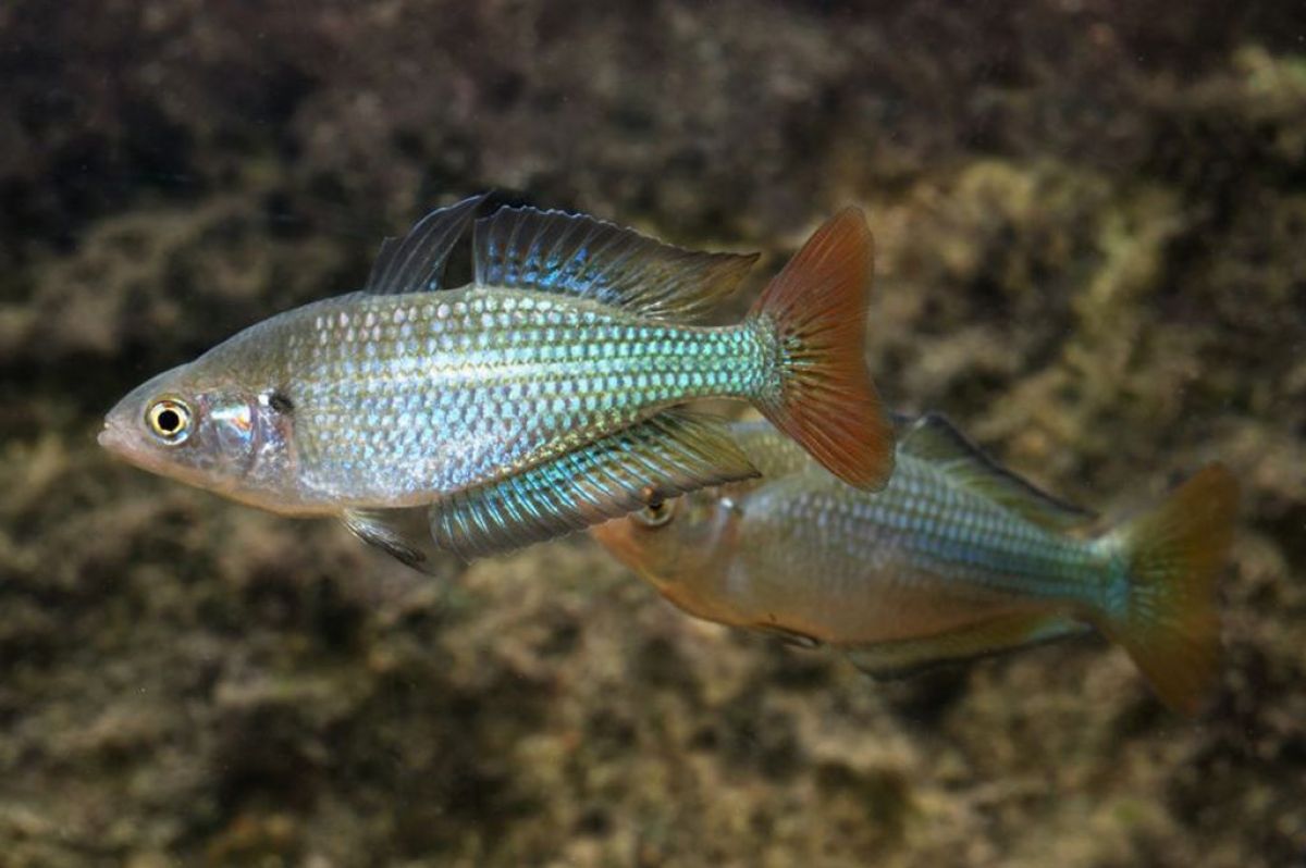 Two Murray River rainbow fish swimming under water