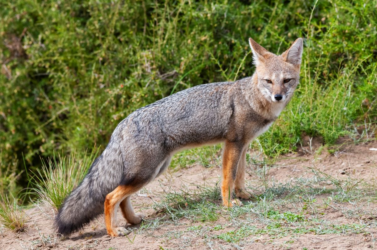 European Red Fox in an outdoor environment