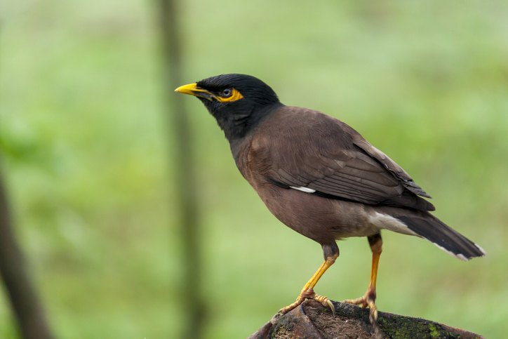 Indian Myna