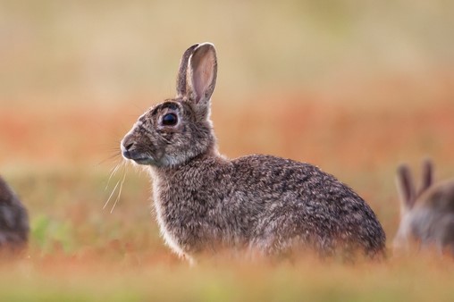 A European Rabbit