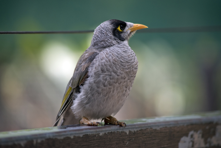 Native Noisy Myna