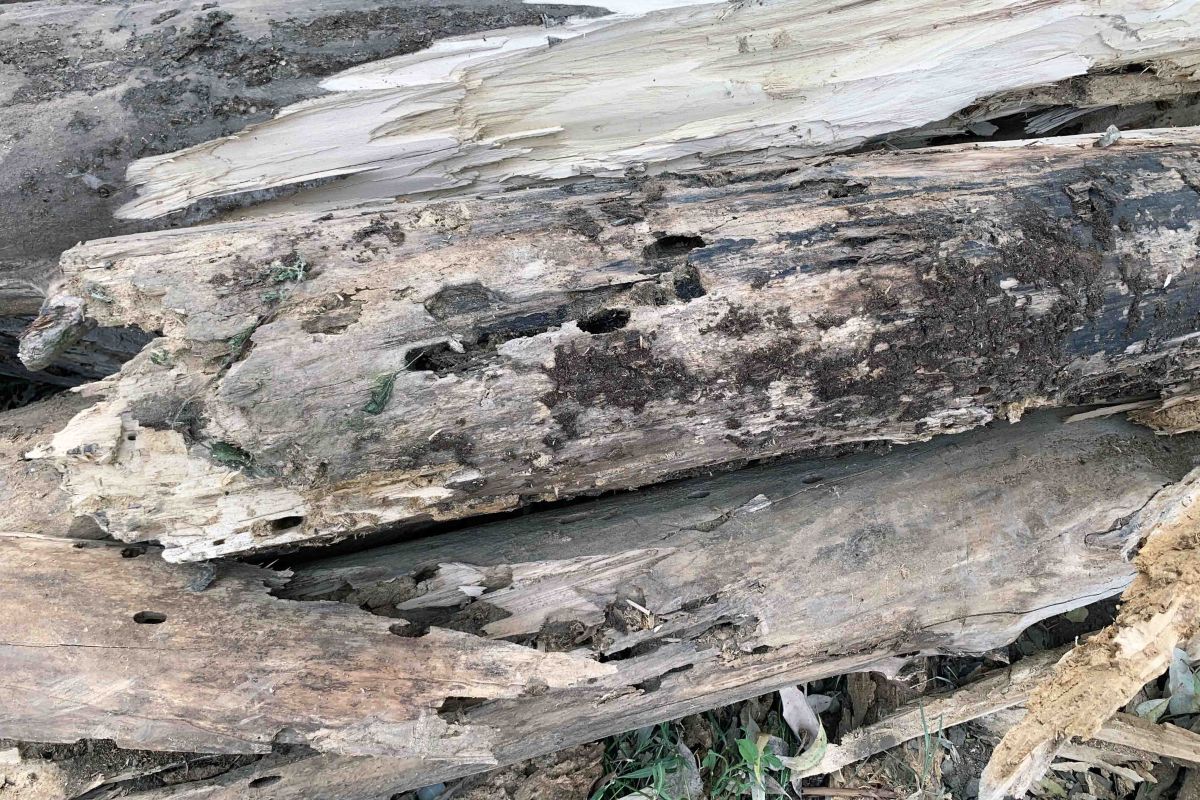 Rotted wood on poplar limb