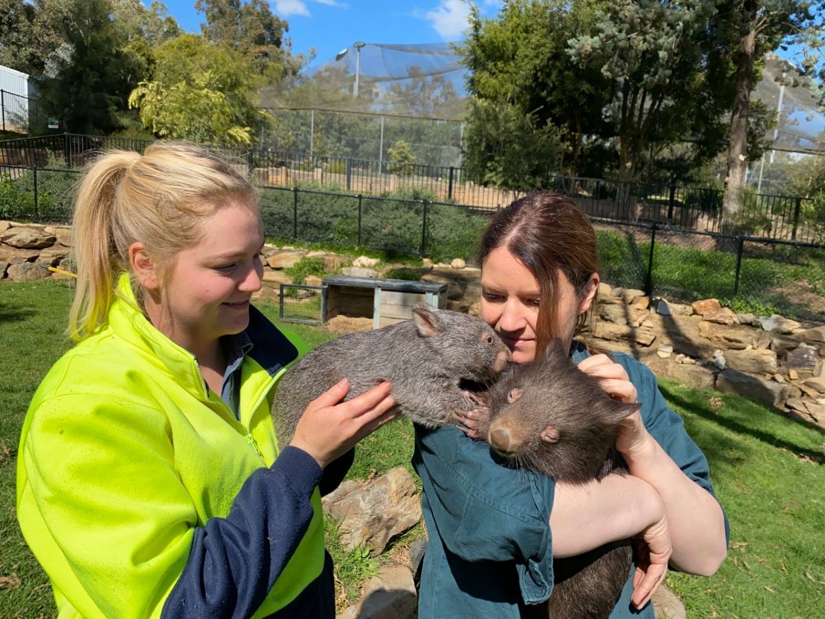 baby wombat