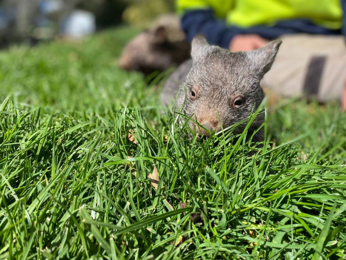 baby wombat