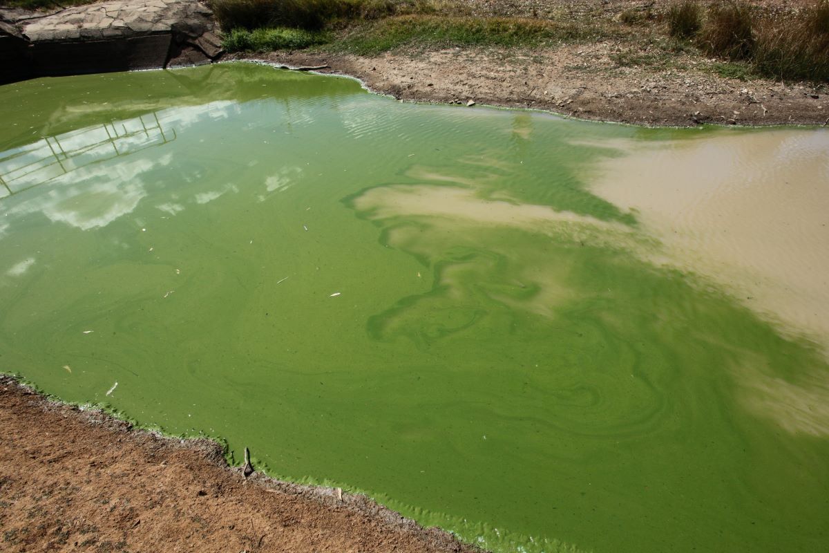 An inlet to a lake with blue green algae floating on the surface of the water